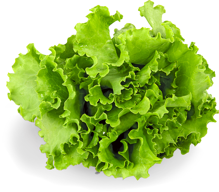 Butter Lettuce 2